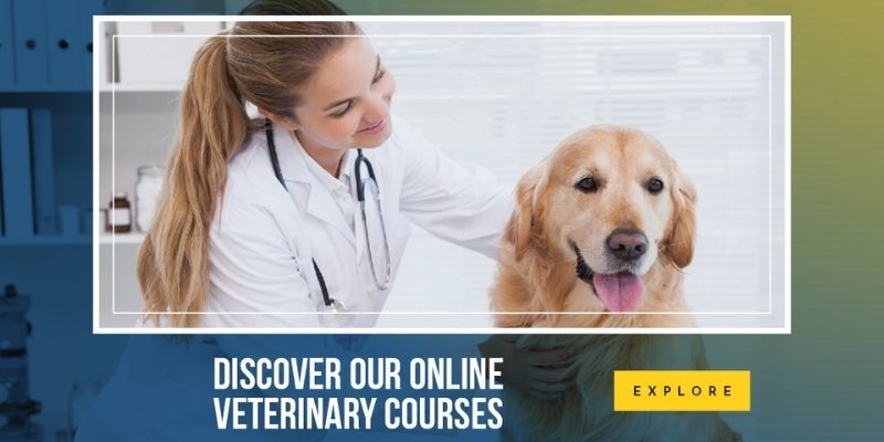 How to Become a Veterinary Nurse 
