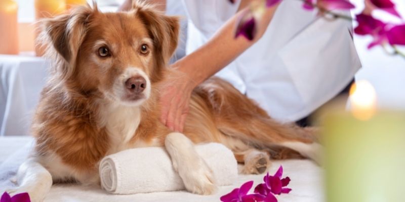 dog massager careers - learn canine massage - canine massage therapy - canine clinical massage - canine massage therapy online courses