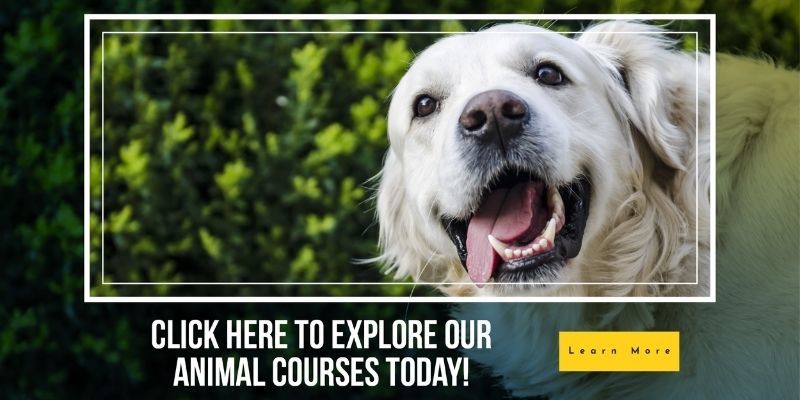 Animal Online Courses learndirect