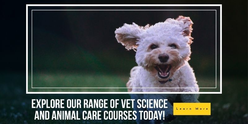 Veterinary Science and Animal Care online courses learndirect