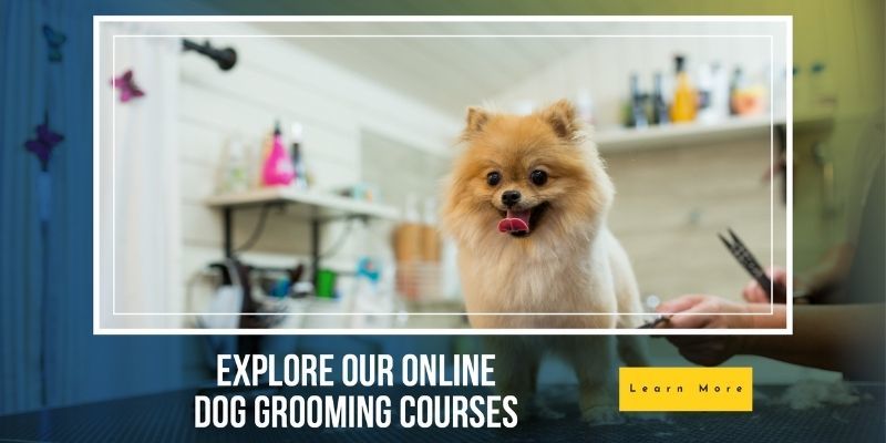 Dog Grooming Online Courses learndirect