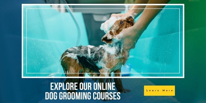 Dog Grooming Courses learndirect