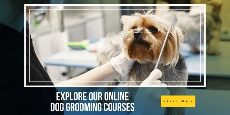 Dog Grooming Online Courses learndirect