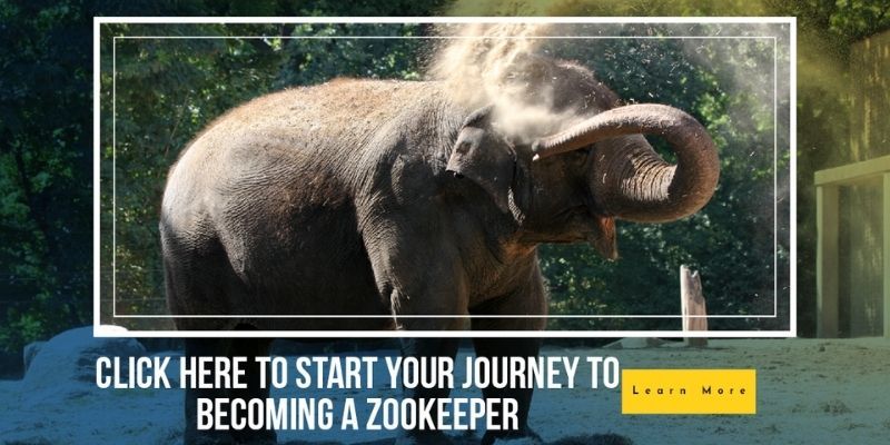 Zookeeping online courses learndirect