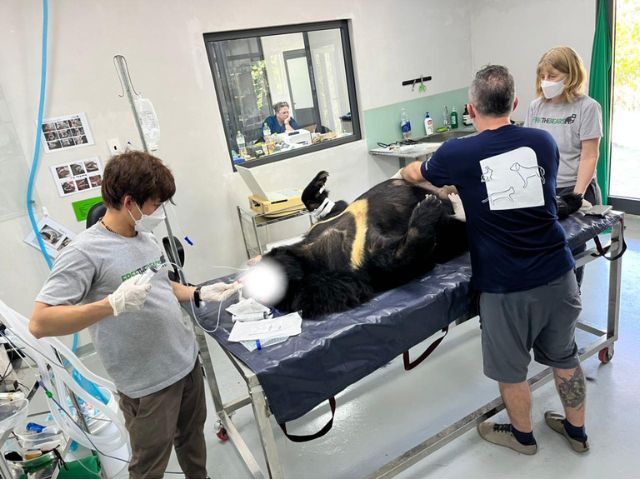 Moon bear operation