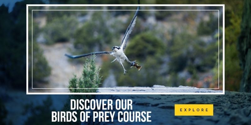 Study Birds of Prey online