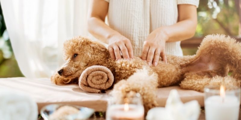 what is canine massage therapy