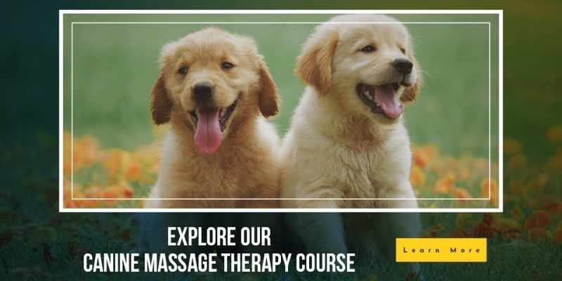 Online Dog Massage Course - Canine Massage Course - Canine Massage Therapy Courses - Clinical Canine Massage - Learn Canine Massage