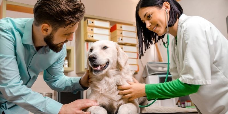 Veterinary Nurse Courses