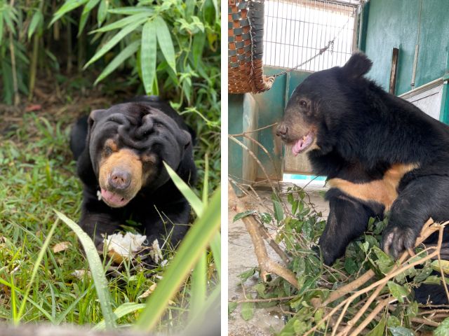 Recued bears
