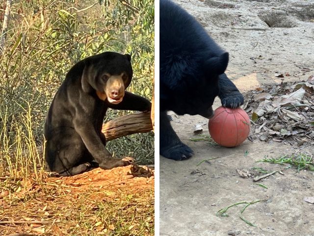 Rescued bears in Laos