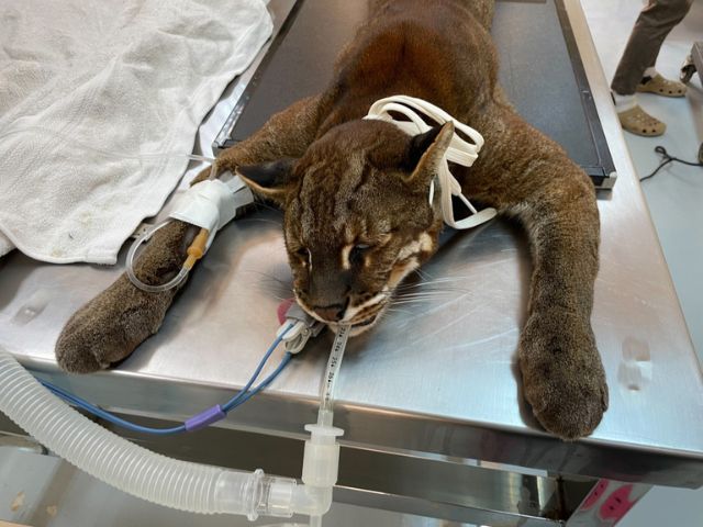 Rescued big cat operation