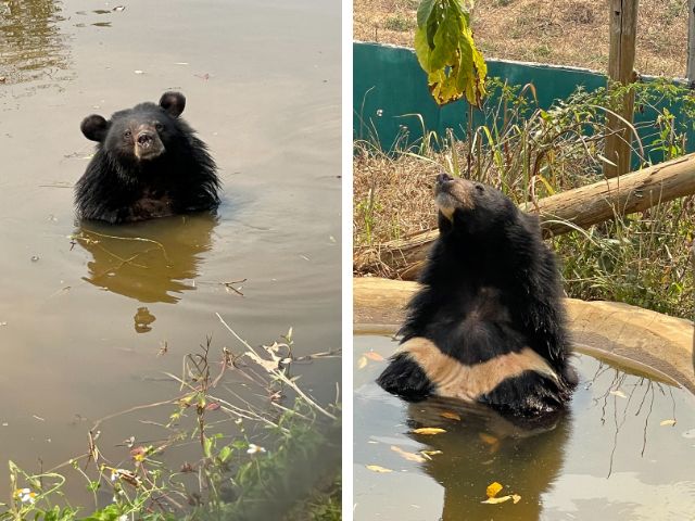 Rescued moon bear