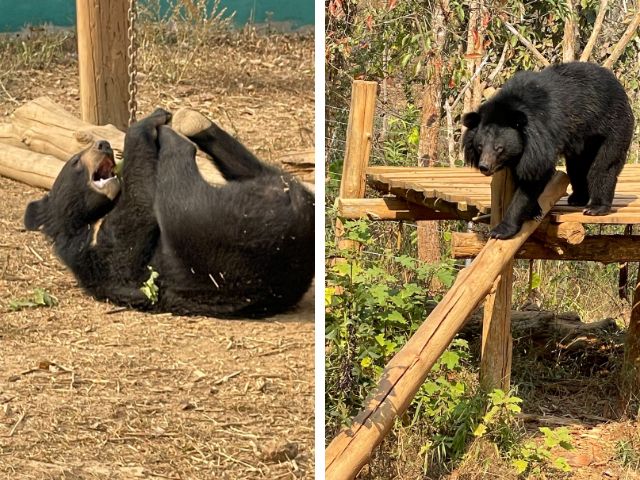Rescued moon bear