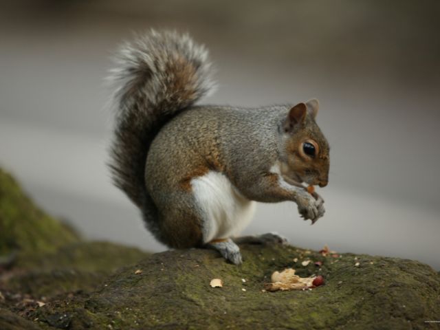 What do squirrels eat?