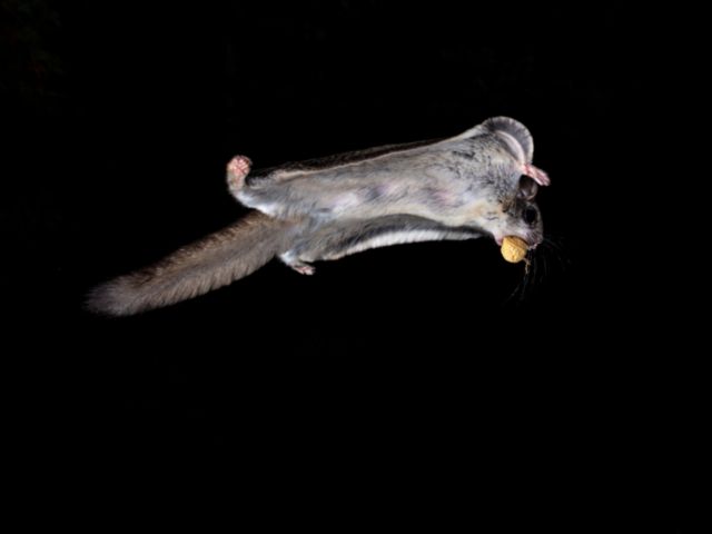 Nocturnal Flying Squirrel