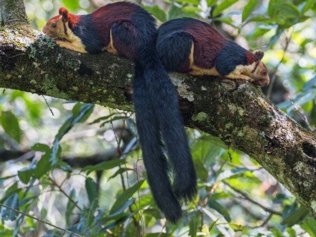 Indian Giant Squirrel