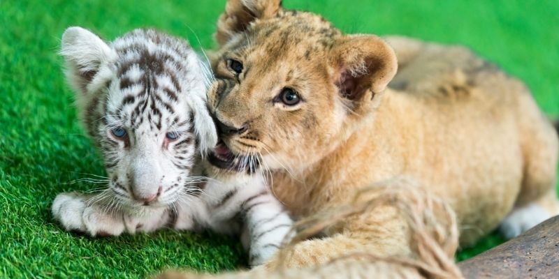 Work with tigers and lions with learndirect