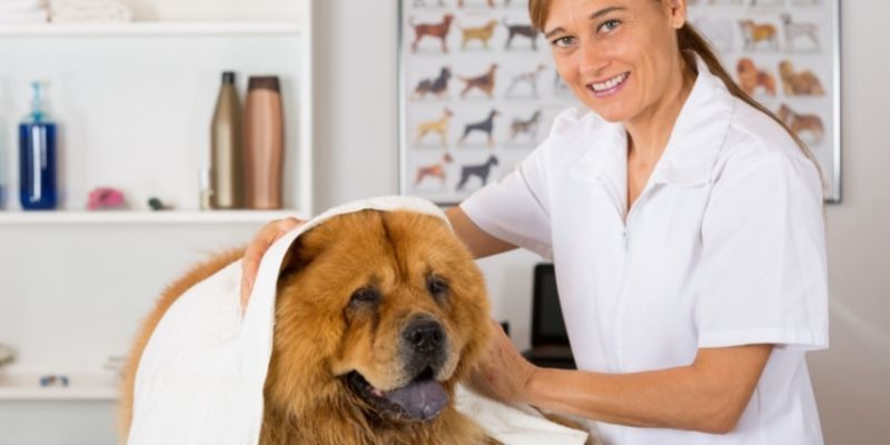 Canine Care online - Canine Massage Therapy - Learn Canine Massage - Clinical Canine Massage - Benefits of Canine Massage