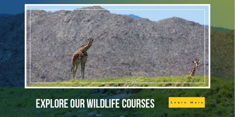 Online wildlife studies 