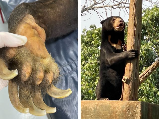 Rescued sun bear