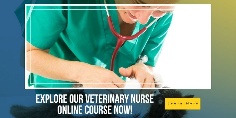 Online Veterinary Nursing Courses learndirect