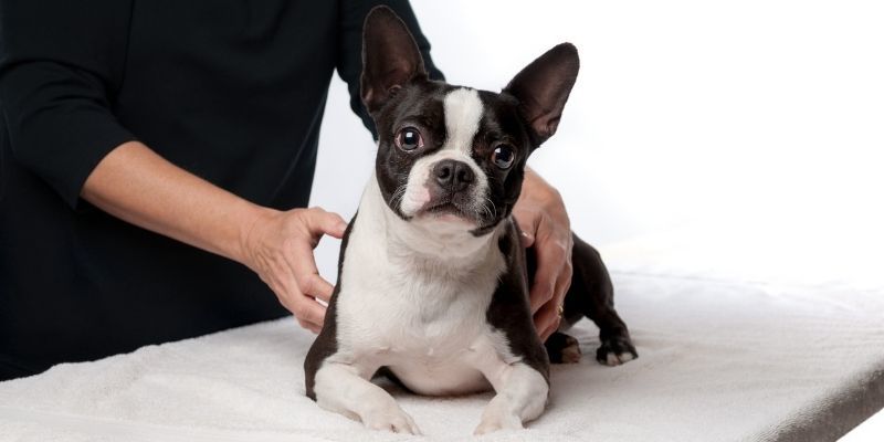 what is canine massage therapy