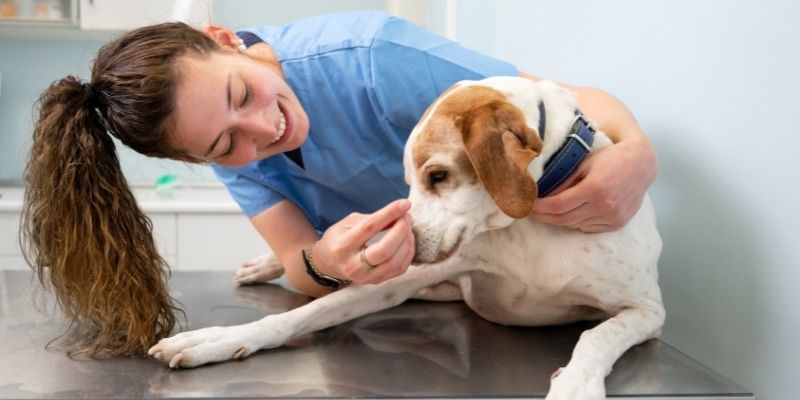 Can You Be a Vet Assistant Without a Degree