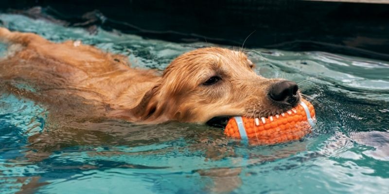 How to Become an Animal Hydrotherapist - Animal Care Courses Online - Vet Nurse - Veterinary Support Assistant