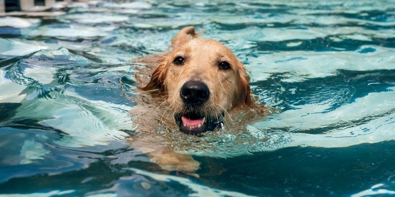 Become an Animal Hydrotherapist - Animal Courses Near Me - Veterinary Support Assistant - Vet Nurse