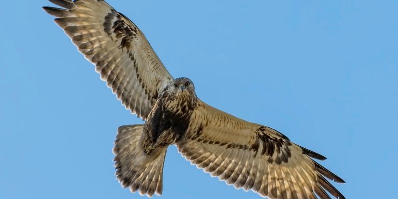 Online Birds of Prey Course