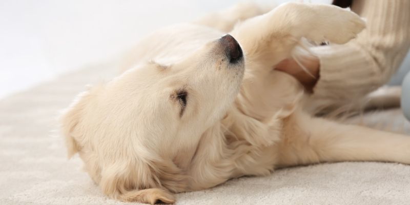 canine massager therapist job - clinical canine massage - benefits of canine massage - accredited canine massage courses