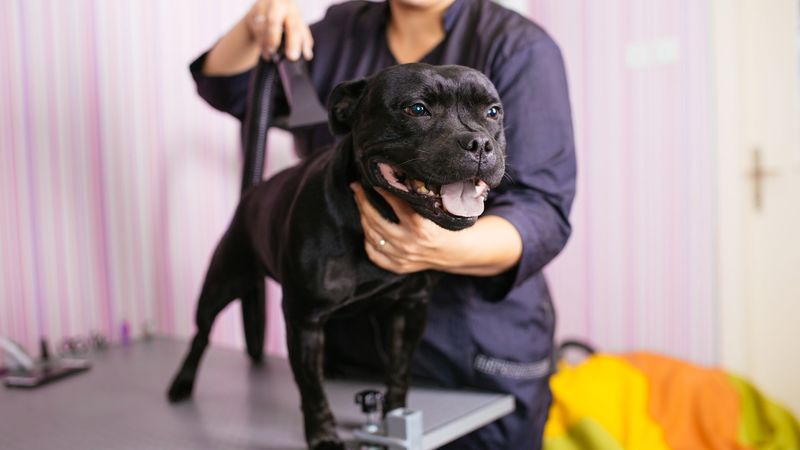 Dog Grooming Courses | Animal Care Courses | learndirect