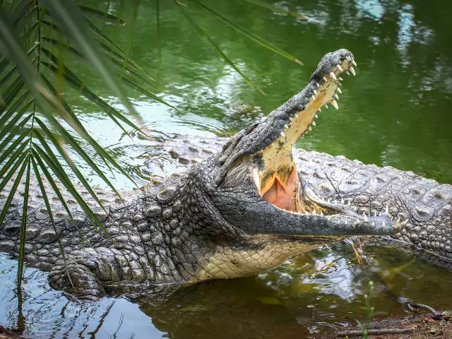 Facts about crocodiles