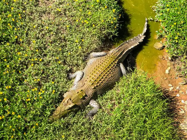 Get qualified to work with crocodiles