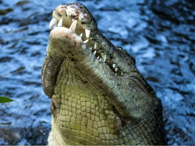 Study crocodiles online