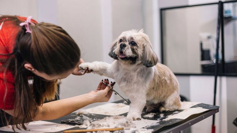 Dog Grooming Course - Dog Grooming Courses UK - Dog Grooming Courses for Beginners - Online Dog Grooming Course