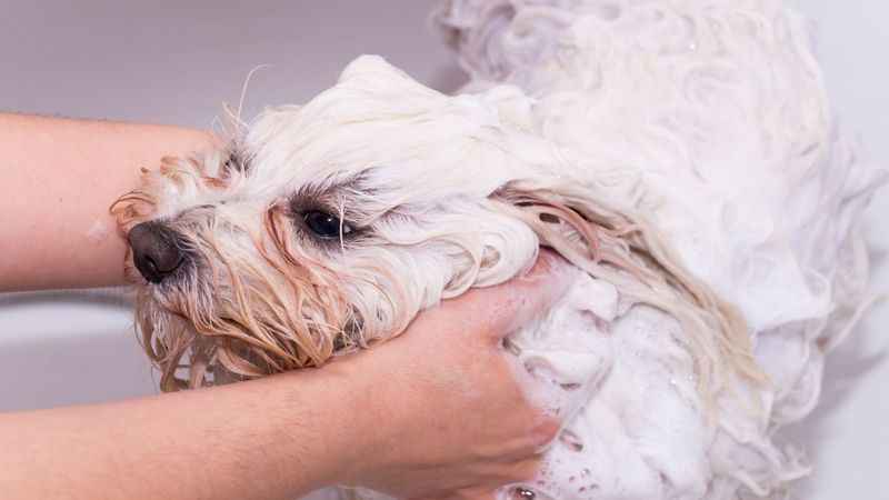 Dog Grooming Course - Learn Dog Grooming Courses - Accredited Dog Grooming Courses - Online Dog Grooming Course
