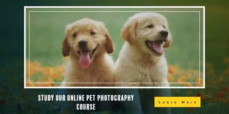 Pet Photography Explained (Pet%20Photography%20course%20with%20learndirect.png)