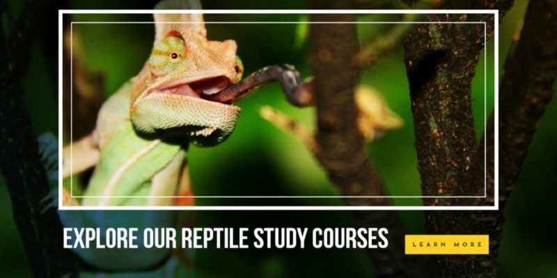 study reptiles 