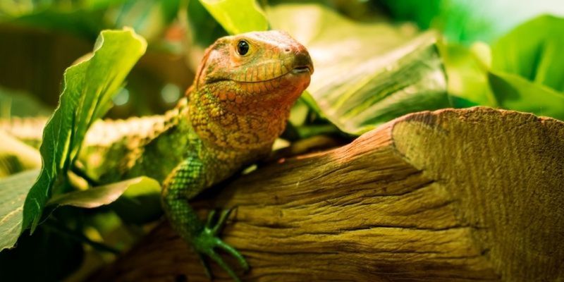 Reptile Studies with learndirect