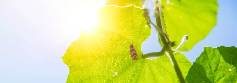 learndirect - Should I Take GCSE Biology? - Photosynthesis