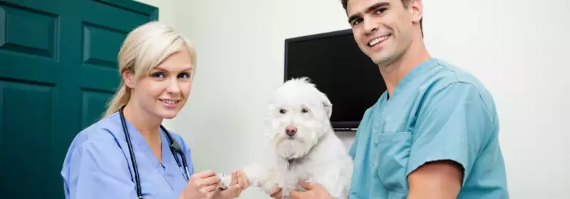 learndirect - How do I become a Veterinary Support Assistant?