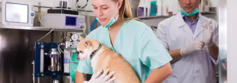 learndirect - Becoming a Vet Nurse is a physically demanding role