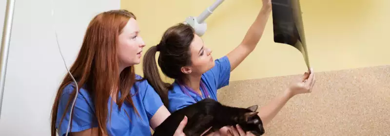 learndirect - Become a Vet Tech/Nurse