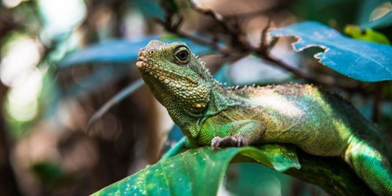 reptile studies 