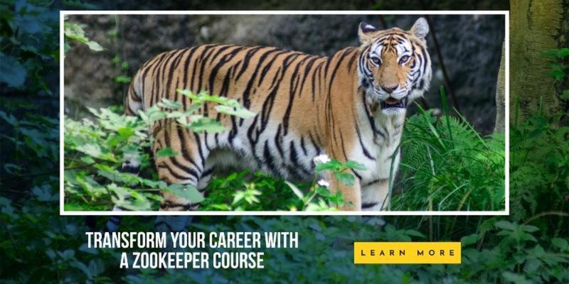 Zookeeper Qualifications