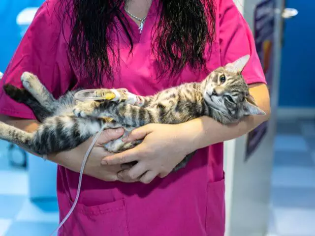 nurse in pink uniform holding cat with drip in leg