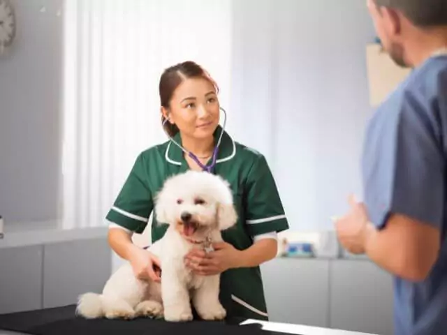 veterinary nurse holding white dog on treatment table