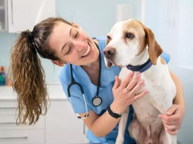 veterinary nurse talking to beagle